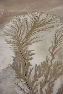 Aerial view of branches of rivers creating patterns in the desert sand that resemble the branches of a plant or tree from the air.