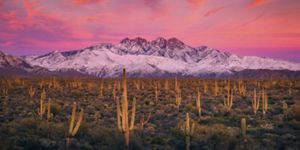 A field of saguaro cacti with a snowy mountain in the background.