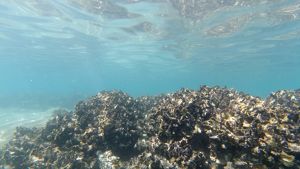 Port Stephens shellfish reef under water 2019