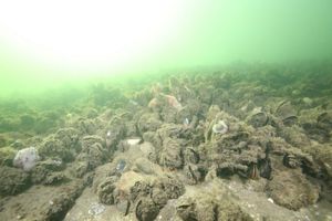 Remnant mussel reef, Gippsland Lakes