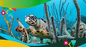 A turtle swims in the sea
