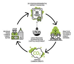 A woman looking at a young longleaf pine with larger mature trees in the background. 
