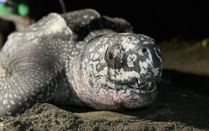 Leatherback turtle 