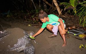 Anita Rosta Posala checks the turtle for an implanted tag.
