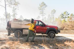 Fire moves through a forest.