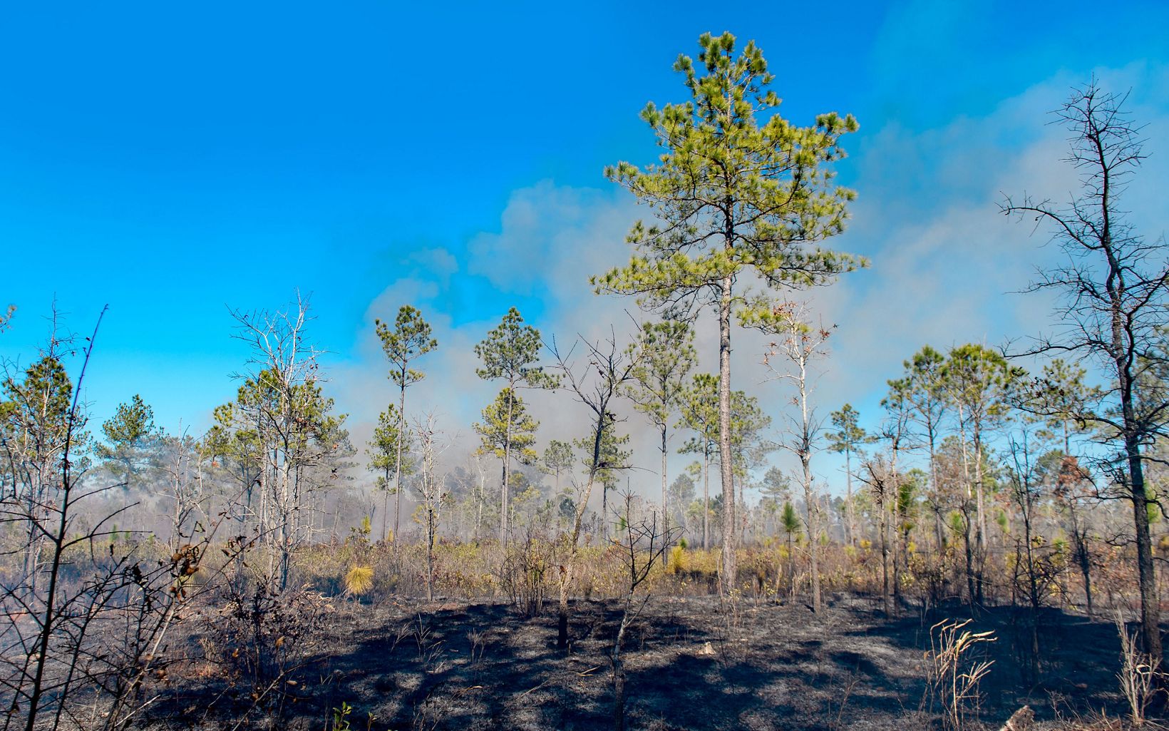 Blue Skies A clear, blue day at North Carolina's Green Swamp. © Anne Liles