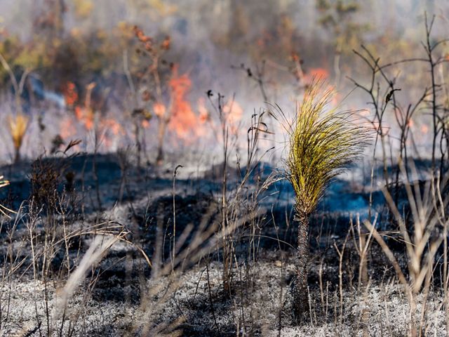 Young longleaf pine trees depend on fire to knock back competing plants, allowing them the space and sunlight they need to grow.