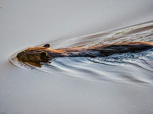 View looking down on a beaver as it swims through the water. Its head and back are visible just above the surface of the water. The water gently ripples from its body as it swims.