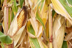 A collection of corn husks dry in the sun.
