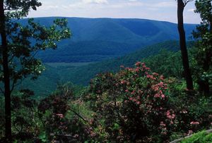 A vista overlook feauting blue mountaints and pink flowers.