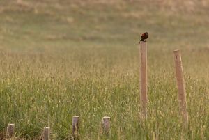 A redwing blackbird sitting on top of a post installed as part of a beaver dam analog.
