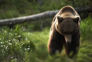 a photo of a large brown bear walking through a green clearing