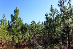A stand of 6 to 10 foot longleaf saplings closely spaced together.
