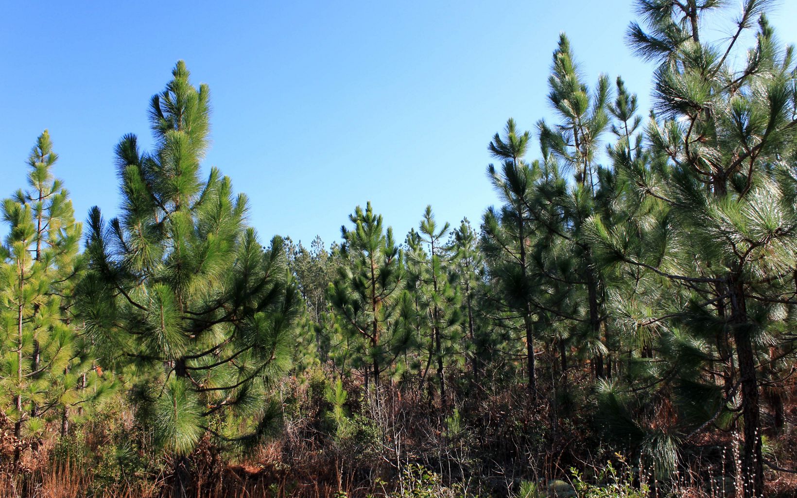
                
                  Longleaf Pine A stand of longleaf saplings at Raccoon Creek Pinelands, Virginia.
                  © Daniel White / TNC
                
              