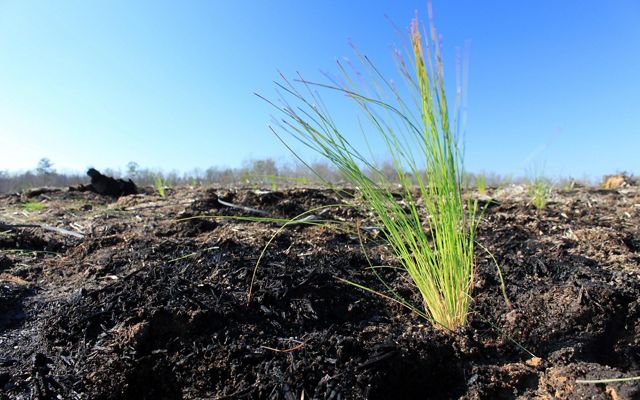 Ground eye view of a freshly planted longleaf pine seedling. It resembles a small tuft of long grass. 