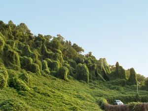 A massive bunch of invasive kudzu takes over whole trees and shrubs on hill while a car drives by.