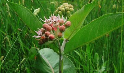 Asclepias speciosa, commonly known as showy milkweed.