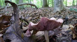 Grounds-eye view of a leafy forest floor with thick tree trunks visible in the background. A mushroom with an upturned cap is in the foreground, displaying a ribbed, pink underside. 