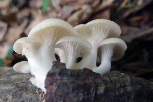 a small patch of wild oyster mushrooms grow on a tree