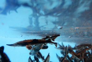 underwater view of small brown fish in a tank