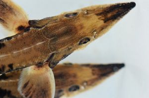 above view of young brown fish against a white background