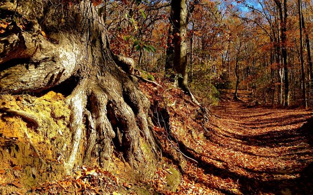 The gnarled roots of a tree are exposed at the edge of an eroded bank next to a wide forest carpeted by autumn leaves.