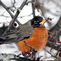 robin in a bare snowy tree