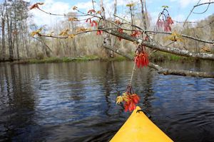 The yellow tip of a kayak floats under a low hanging branch covered with small orange flowers. The rippling water reflects the bare trees lining the far bank.