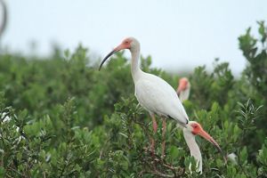 Three white birds with orange faces and long, slender beaks sit in green vegetation. 