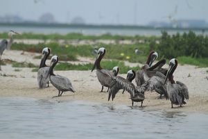 At least 8 adult brown pelicans stand in the sand on the shore, wading into ocean waters.