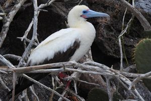side view of a white bird with a blue beak in a tree