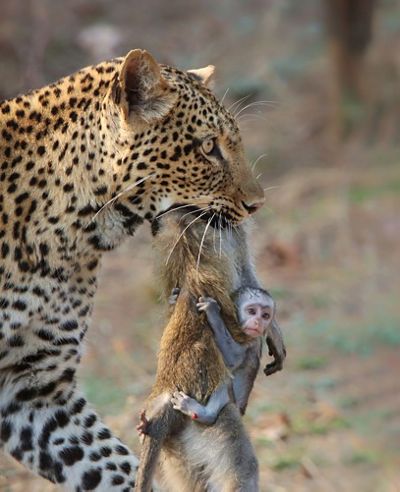 A leopard known as Olimba carries the carcass of a female vervet monkey with its baby still hanging on for dear life. Picture taken in South Luangwa National Park in Zambia.