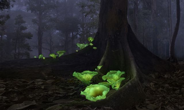 Nicknamed ghost mushrooms due to its eerie green glow, the scientific names of these bioluminescent mushrooms are Omphalotus Nidiformis.