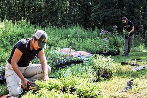 A woman pruning a row of plants in a garden.