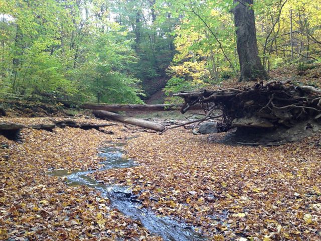 Standing in a streambed covered in the first fall leaves, while looking upstream at the logs placed across the stream.