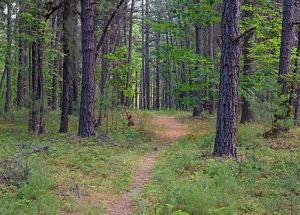 A trail winds through the forest.