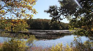 A view through overhanging trees of a large pond with a forest on its opposite bank.