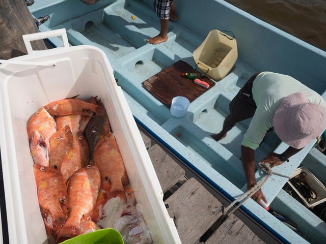 A man in a pink hat unloads a cooler full of orange fish from his blue boat.