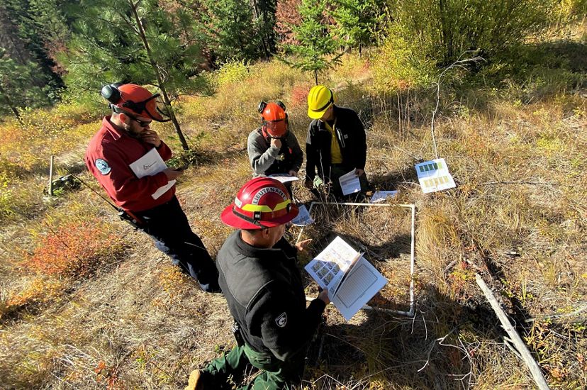 A wildland fire crew of four men measure fuels of grass and sticks in a 1-meter square near San Juan, Colorado.