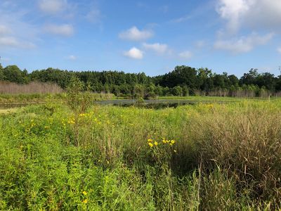 Tall, thick vegetation dominates the foreground of this open wetland. Clumps of small yellow flowers are in bloom.