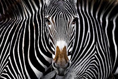 A Grevy's zebra staring at the camera in Lewa, Kenya.