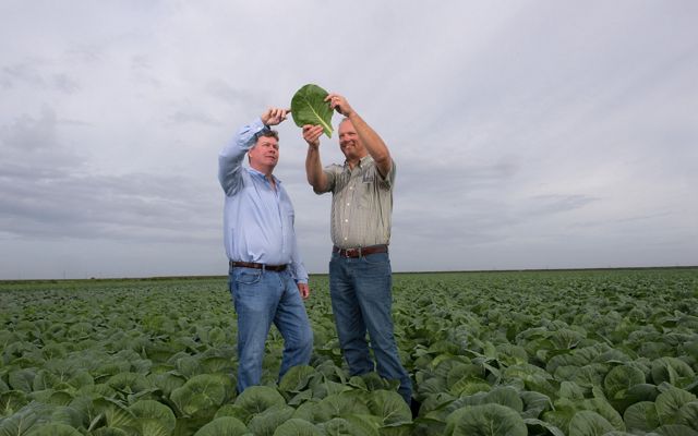Two Florida farmers in a field of collard greens. One man is holding up a collard leaf above his head and the other is pointing at something on the leaf.
