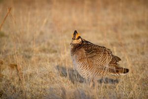 A prairie chicken on grasslands looking at the camera.