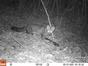 Zorrito de Darwin en Reserva Costera Valdiviana