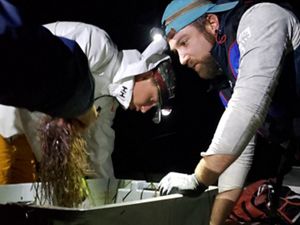 Three people work around a large, deep bucket filled with samples collected from an eelgrass meadow. In the foreground a person holds a large clump of long, wet green grass shoots.