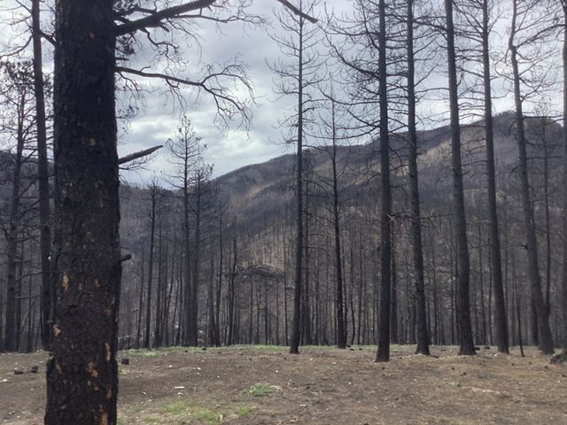 A forest burned by a wildfire with many scorched, standing trees.