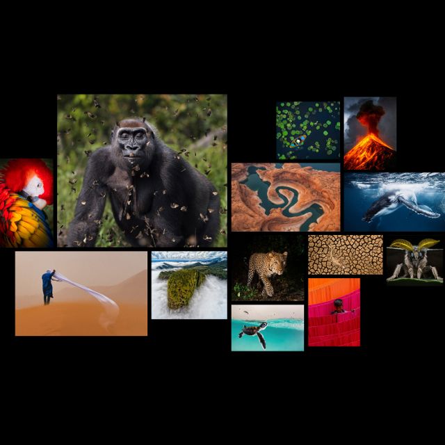 Collage of award-winning images from the 2021 Global Photo Contest.