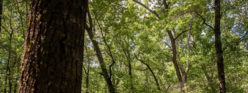 Bottomland hardwood forests in the Mississippi Delta.