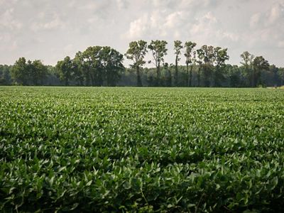 A farm with forest in the distance in the Southern Delta region of the United States.