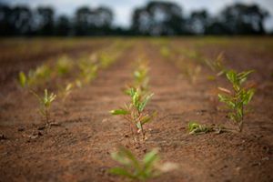 Closeup of rows of tiny trees sprouting out of soil.